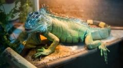 Pričakovana življenjska doba iguana v naravi in doma